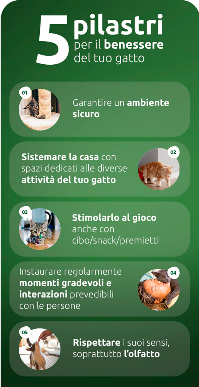 5 pilastri per il benessere del tuo gatto
