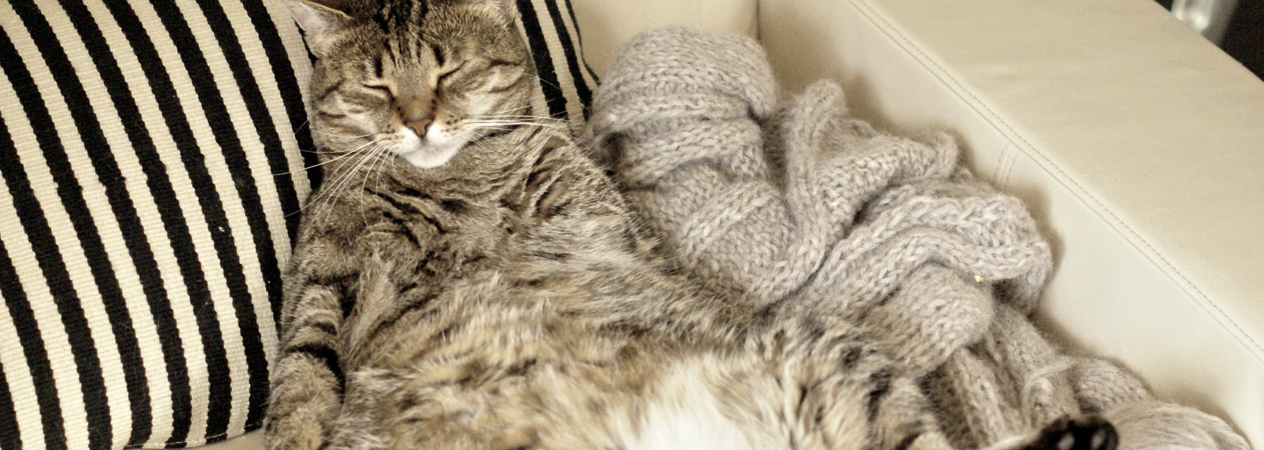 Image Link For Come faccio a sapere se il mio gatto &egrave; in sovrappeso?