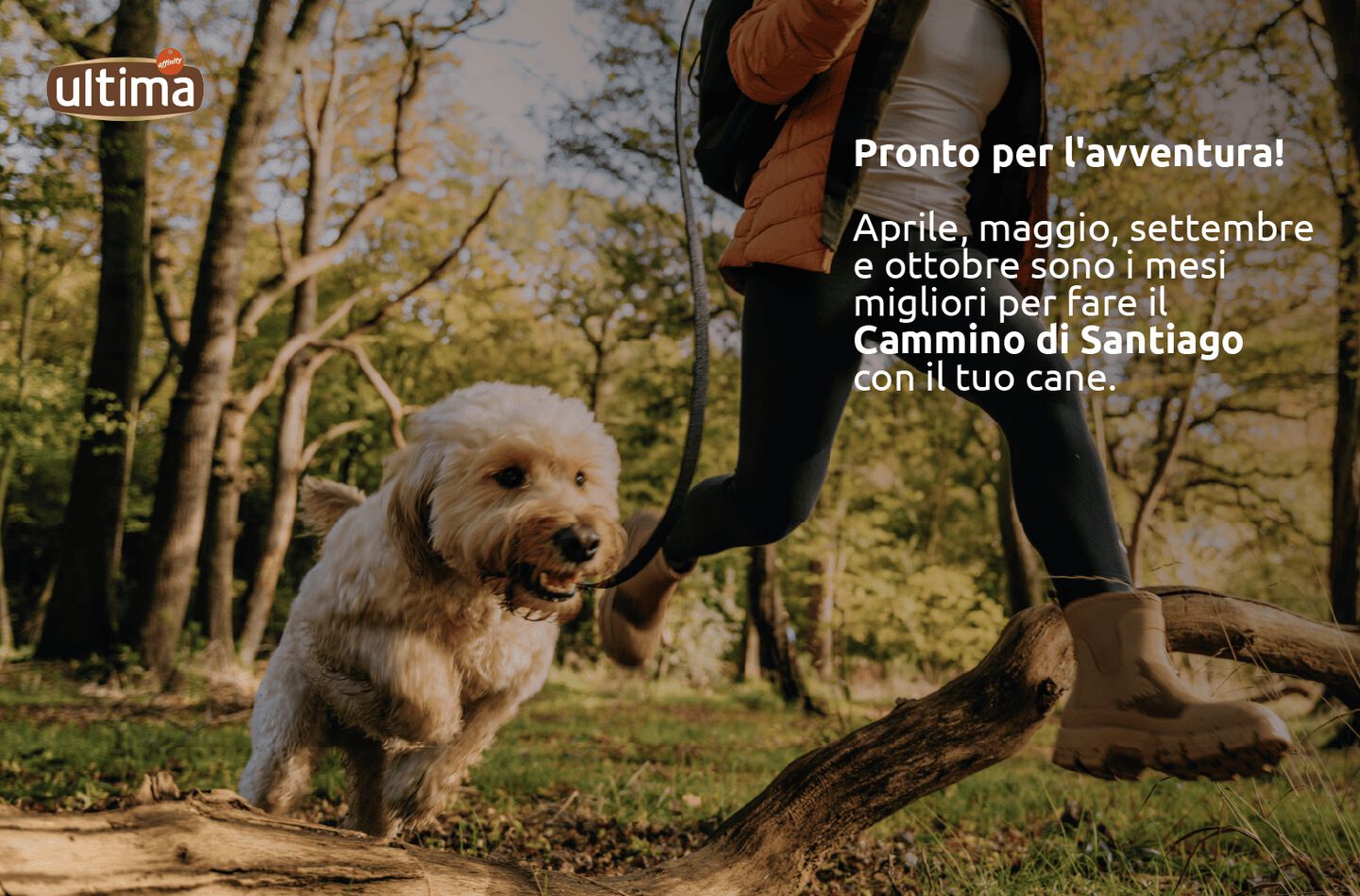 I mesi migliori per percorrere il Cammino di Santiago con il tuo cane
