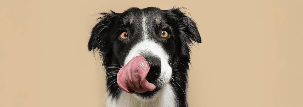 D&eacute;couvrez les raisons pour lesquelles votre chien ne veut pas manger, des probl&egrave;mes de sant&eacute; au stress. Apprenez quoi faire pour stimuler votre app&eacute;tit et quand aller chez le v&eacute;t&eacute;rinaire