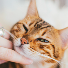 Image Link For Perché i gatti fanno le fusa?