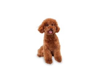 Barboncino (Poodle) - Taglia piccola