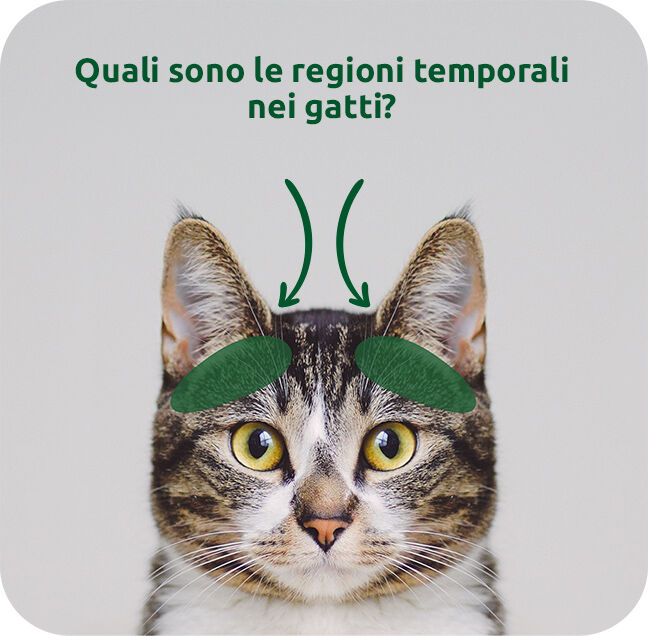 Quali sono le regioni temporali nei gatti?