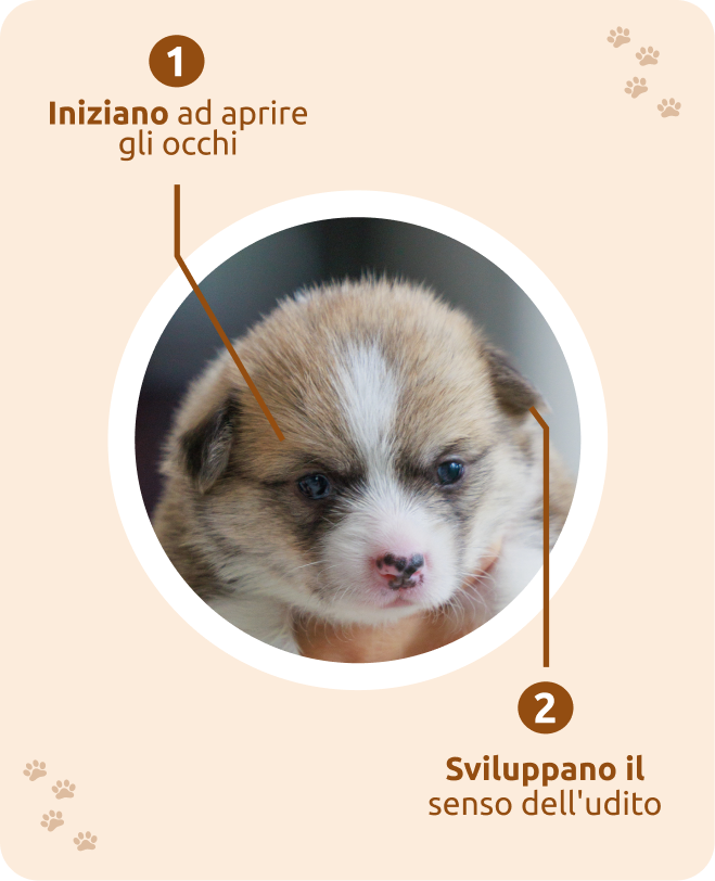 cucciolo 14 giorni