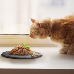 Image Link For I benefici dell’alimentazione umida per i gatti