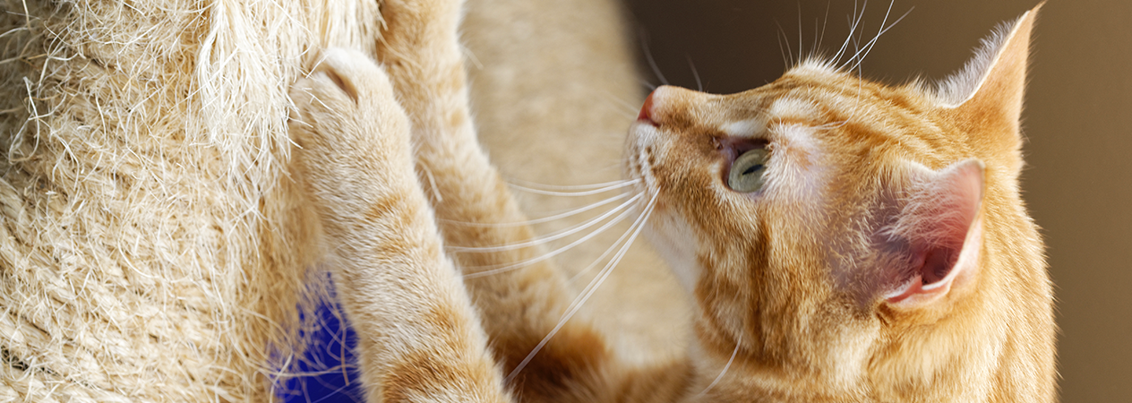 gatto che si gratta