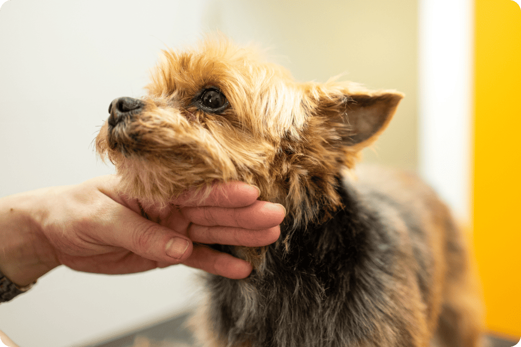 Pet parent accarezza il suo cane