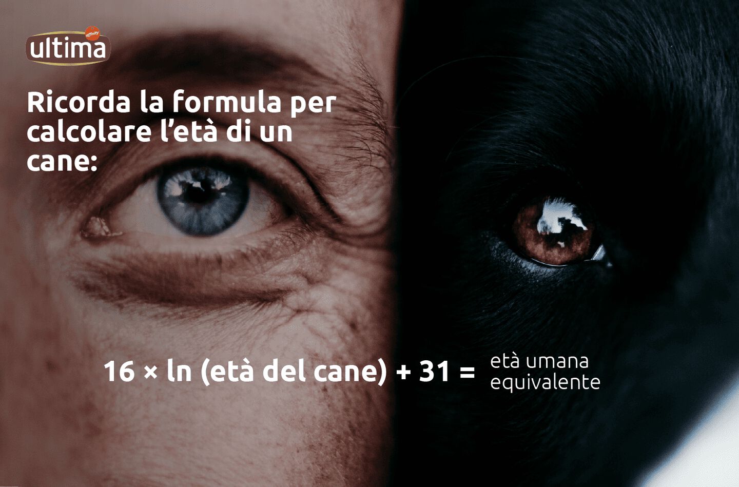 : Fotografia di un cane bianco e testo: “Ricorda la formula per calcolare l’età di un cane: 16 × ln (età del cane) + 31 = età umana equivalente”.
