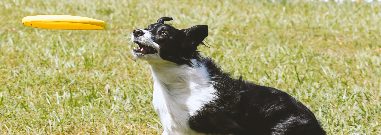 Cosa fare e cosa non fare nelle aree per cani
