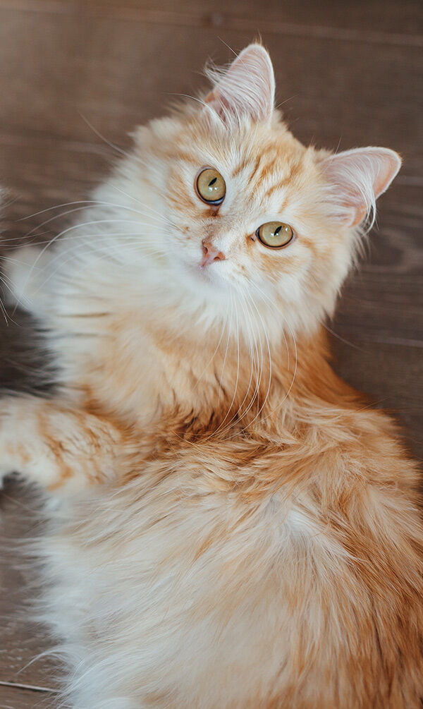 Banner ENPA Christmas 2022 desktop.jpg