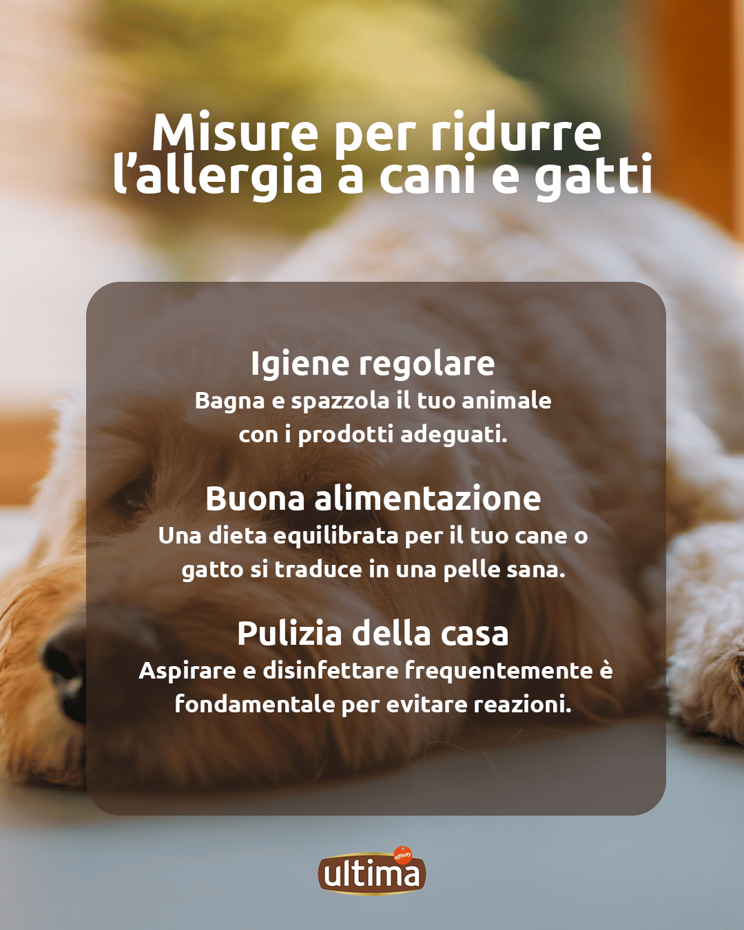 Infografica intitolata &ldquo;Misure per ridurre l&rsquo;allergia a cani e gatti&rdquo;. Testo: Igiene regolare: Bagna e spazzola il tuo animale con i prodotti adeguati. Buona alimentazione: Una dieta equilibrata per il tuo cane o gatto si traduce in una pelle sana. Pulizia della casa: Aspirare e disinfettare frequentemente &egrave; fondamentale per evitare reazioni allergiche.
