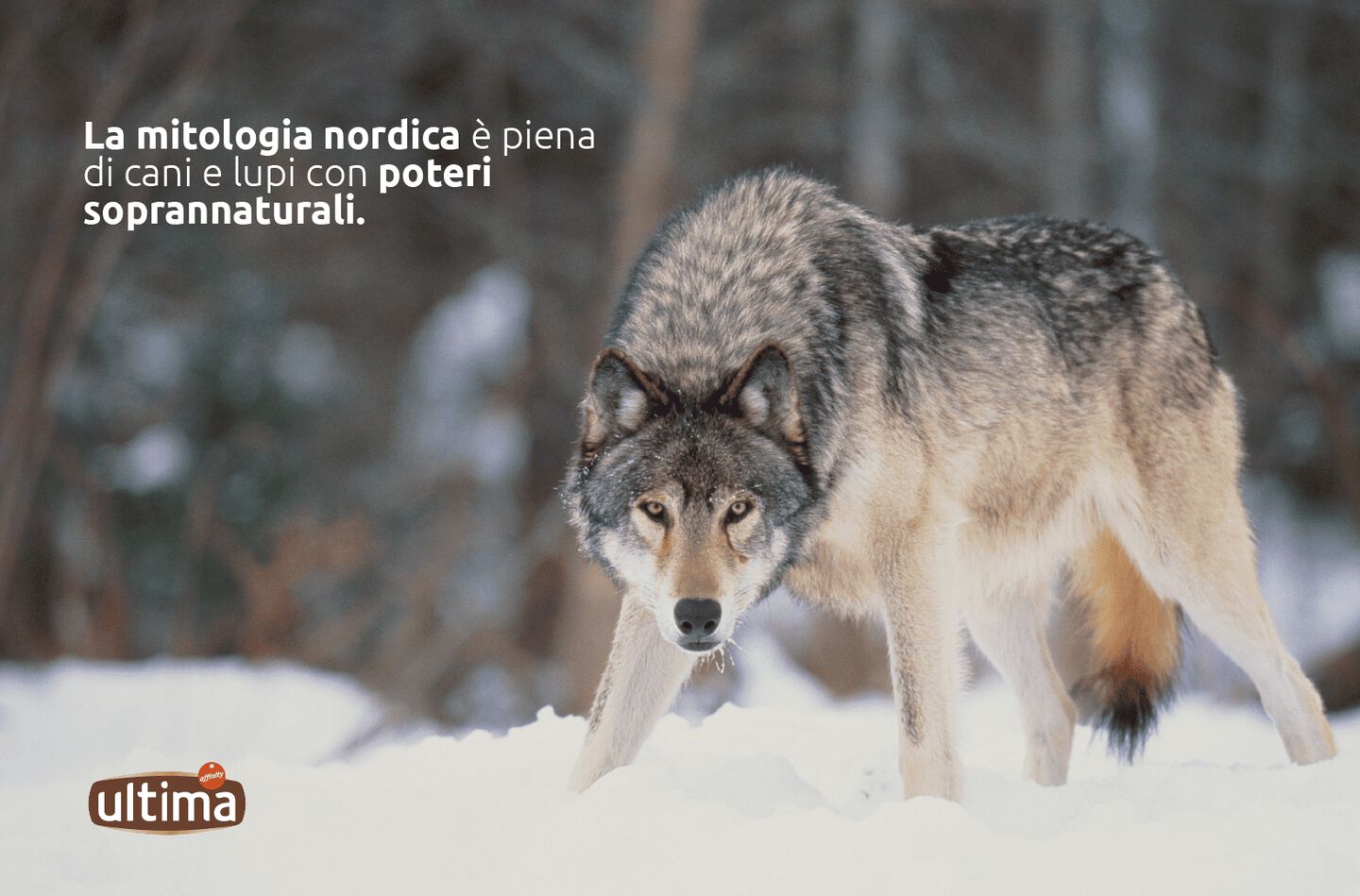 Immagine di un lupo che ulula. Testo: &ldquo;La mitologia nordica &egrave; piena di cani e lupi con poteri soprannaturali.&rdquo;&rdquo;