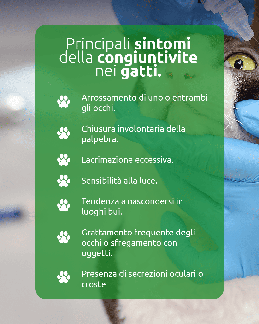 Infografica con fotografia di un gatto che guarda verso l’alto e testo: “Principali sintomi della congiuntivite nei gatti. Arrossamento di uno o entrambi gli occhi. Chiusura involontaria della palpebra. Lacrimazione eccessiva. Sensibilità alla luce. Tendenza a nascondersi in luoghi bui. Grattamento frequente degli occhi o sfregamento con oggetti. Presenza di secrezioni oculari o croste.”