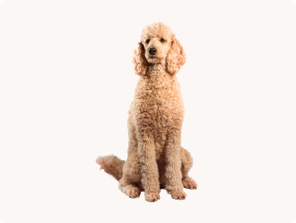 Barboncino (Poodle) - Taglia media
