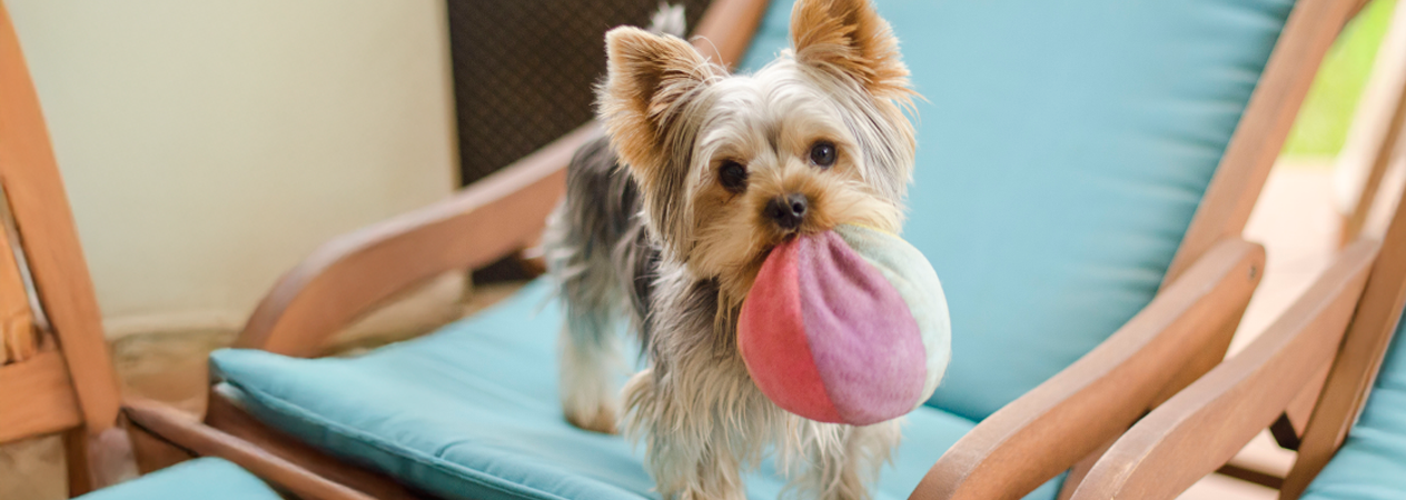 Come prendersi cura di un cane di piccola taglia