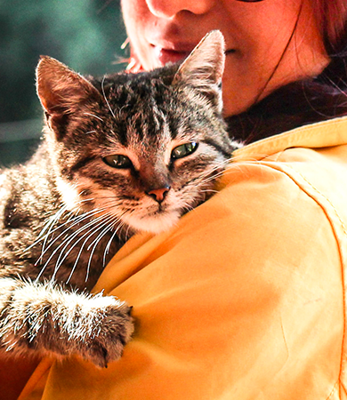 Image Link For Come conquistare la fiducia del tuo gatto