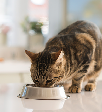 Image Link For Che ruolo ha l&rsquo;alimentazione nella salute urinaria del tuo gatto?