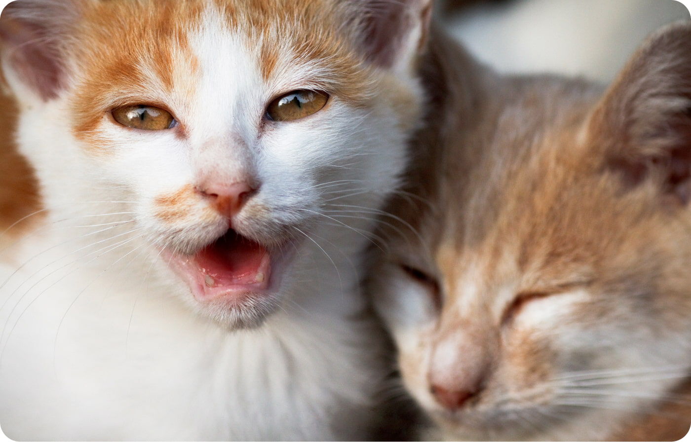 Gatti che miagolano