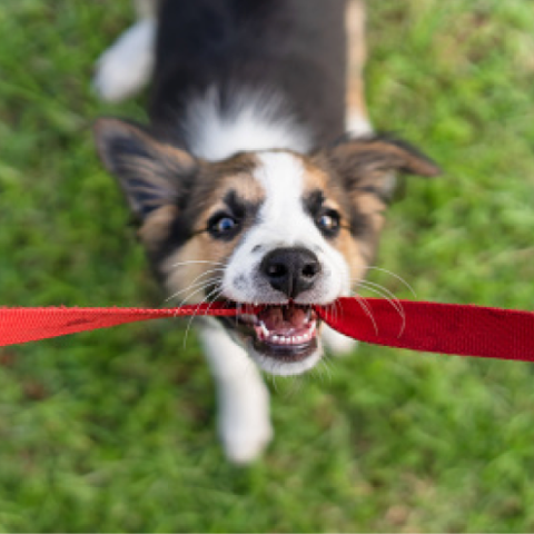 Image Link For Come stimolare la mente del mio cane?