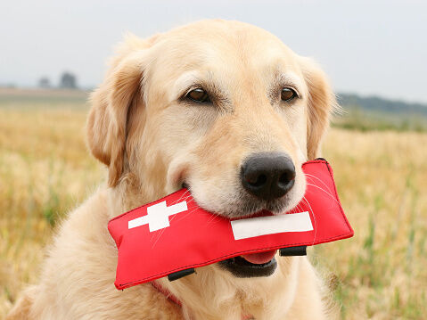 Cane che morde un kit di pronto soccorso
