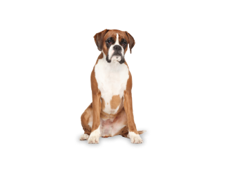 Boxer