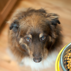 Image Link For Il mio cane non mangia: Cause e soluzioni