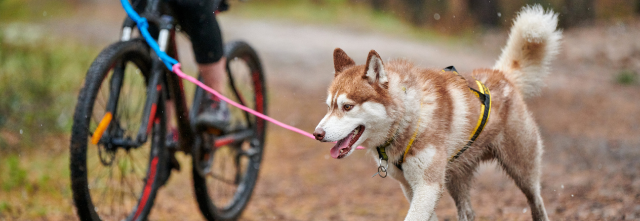 Bikejoring: lo sport in cui il tuo cane è un atleta