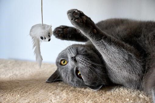 Gatto sdraiato con un giocattolo