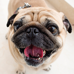 Image Link For Come prendersi cura di un cane di piccola taglia?