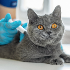 Image Link For Il tuo gattino in salute: scopri come con il calendario vaccini