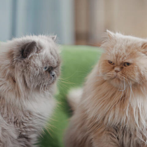 Image Link For I miagolii dei gatti: cosa significano? Quanti tipi ce ne sono?