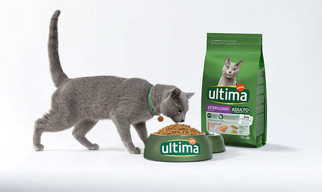 gatto che mangia