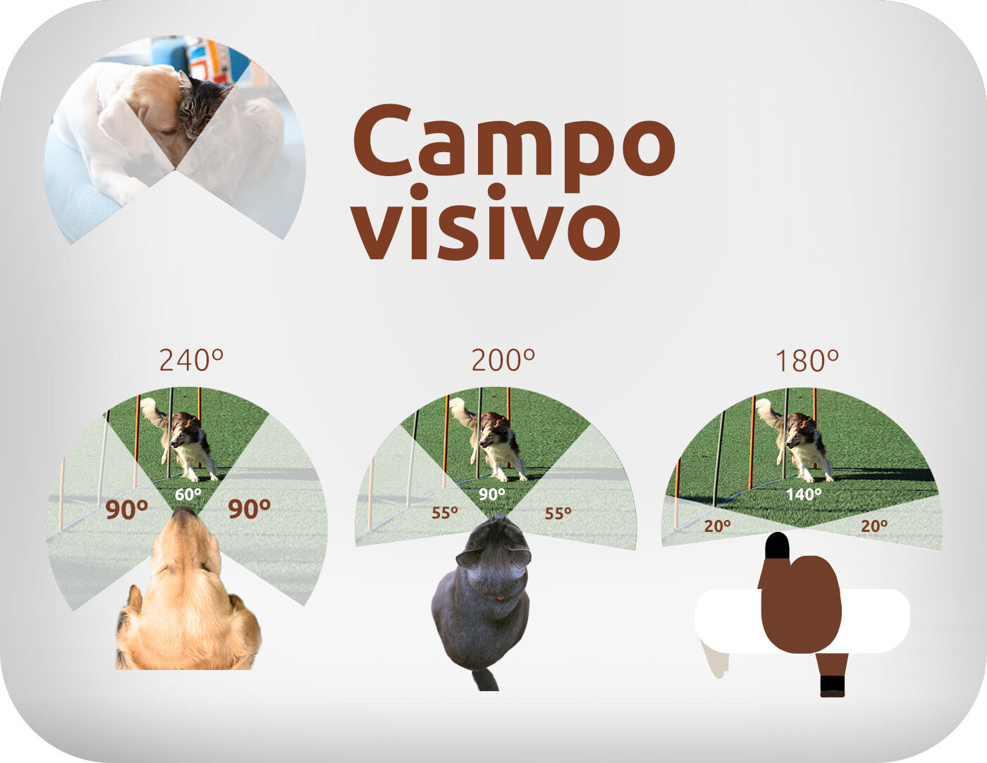 Campo visivo