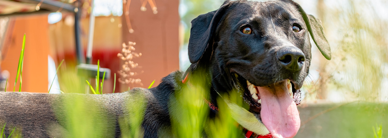 Come il caldo influisce sui cani
