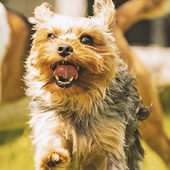 Image Link For È l’ora della passeggiata! Andiamo all’area cani?
