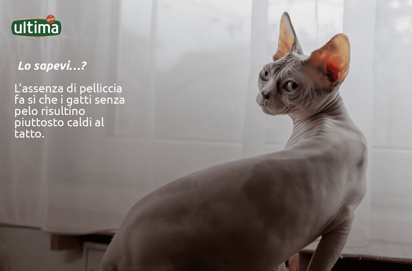 Gatto senza pelo con macchie nere naturali sulla pelle, che guarda verso la fotocamera.