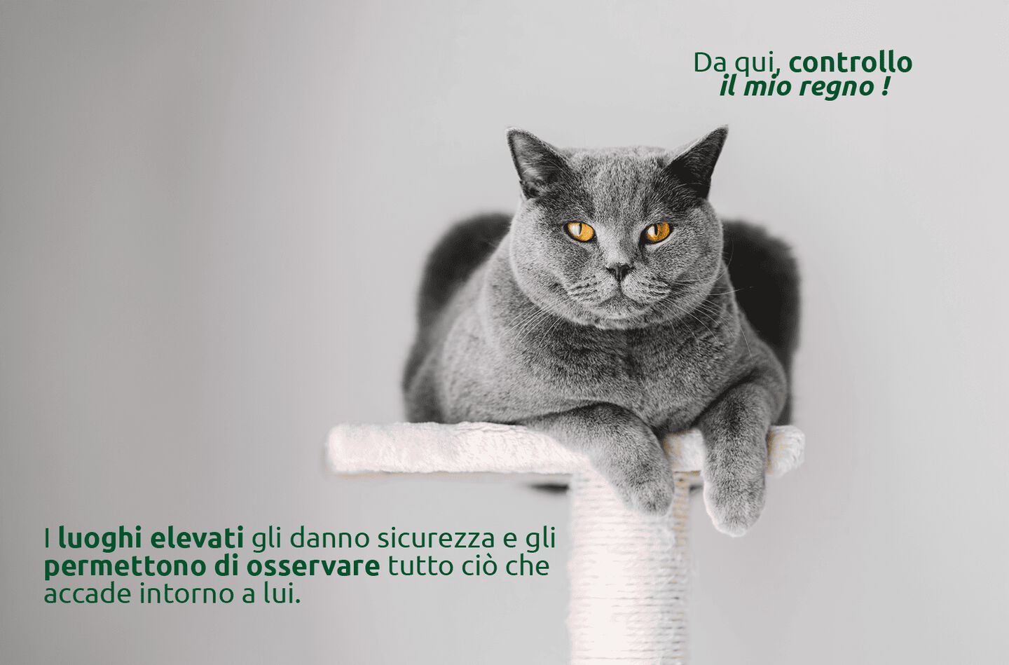 Luoghi alti e gatti