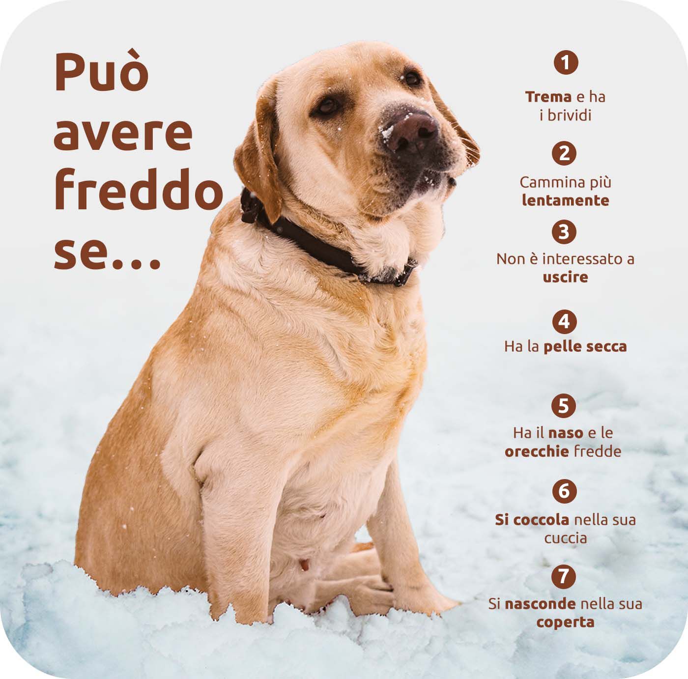 grafico che descrive le possibili indicazioni che un cane ha freddo