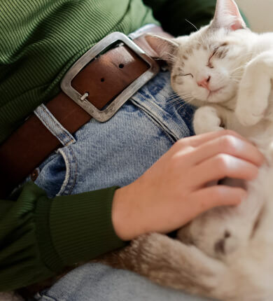 Image Link For Cosa fare se il mio gatto non si adatta alla sua nuova casa?