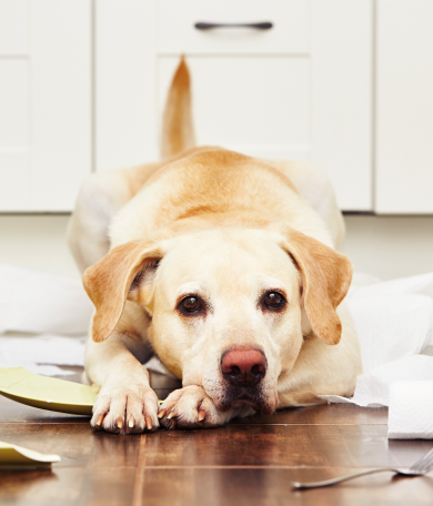 Image Link For Il mio cane morde tutto a casa, che posso fare?