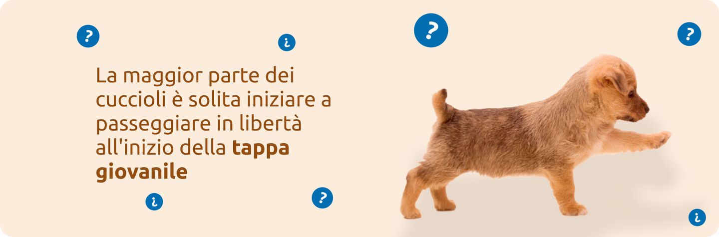 Preparare il tuo cucciolo per la passeggiata