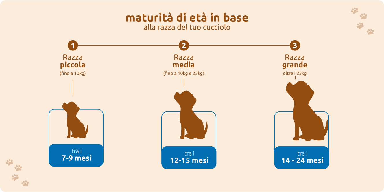 Maturità di età in base alla razza del tuo cucciolo