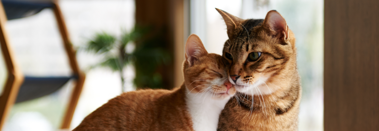 Come gestire il calore nei gattini?