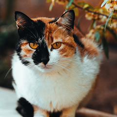 Image Link For Differenze fisiche tra gatto maschio e femmina