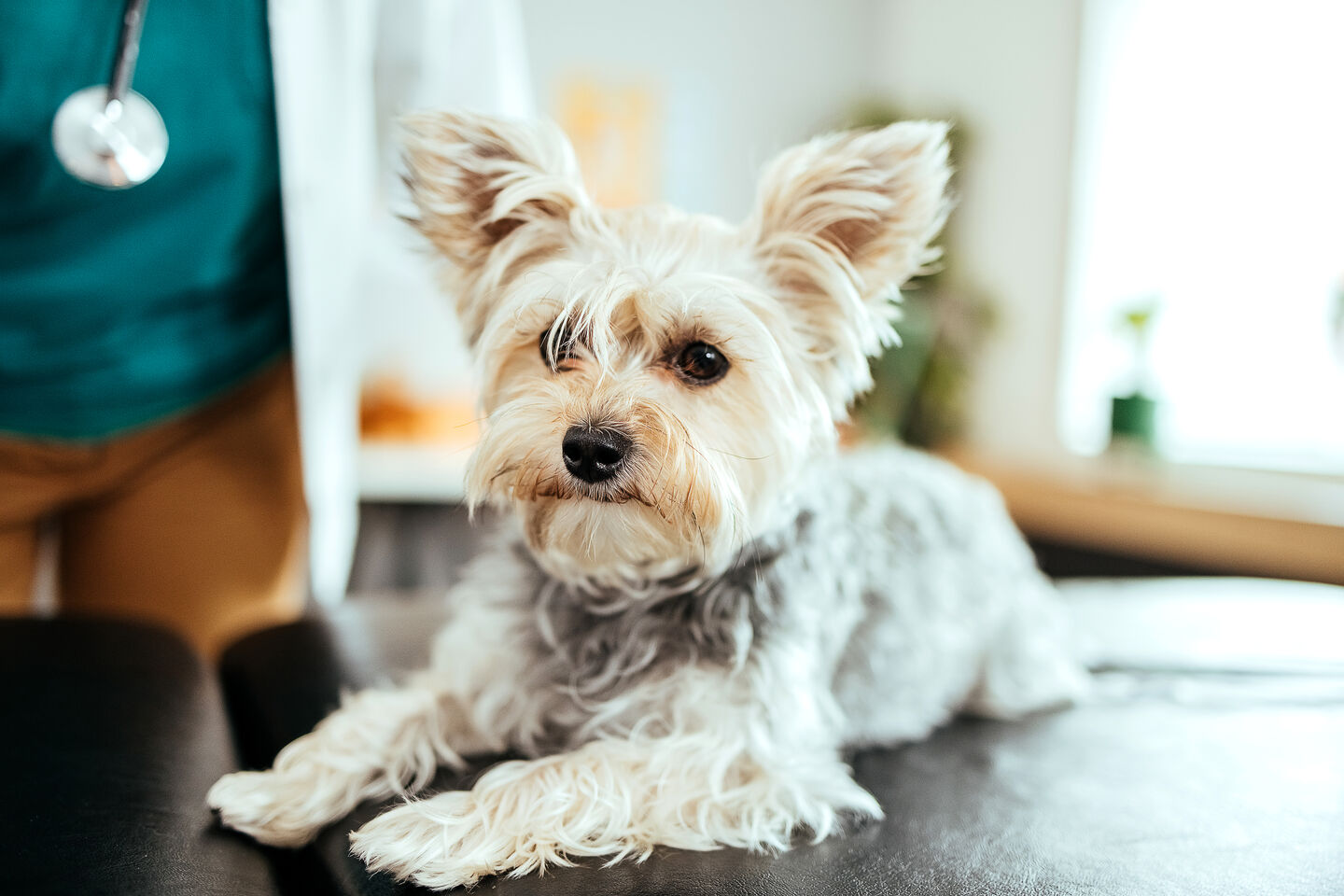 Yorkshire presso l'ambulatorio veterinario