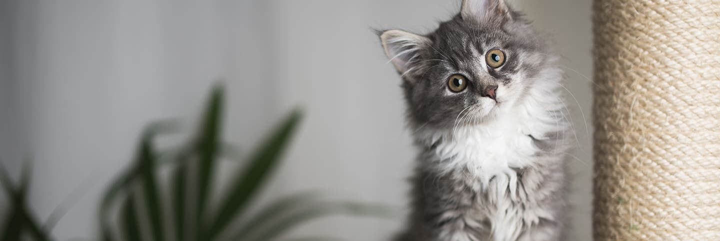 Image Link For Cosa fare se il mio gatto vomita pelo?