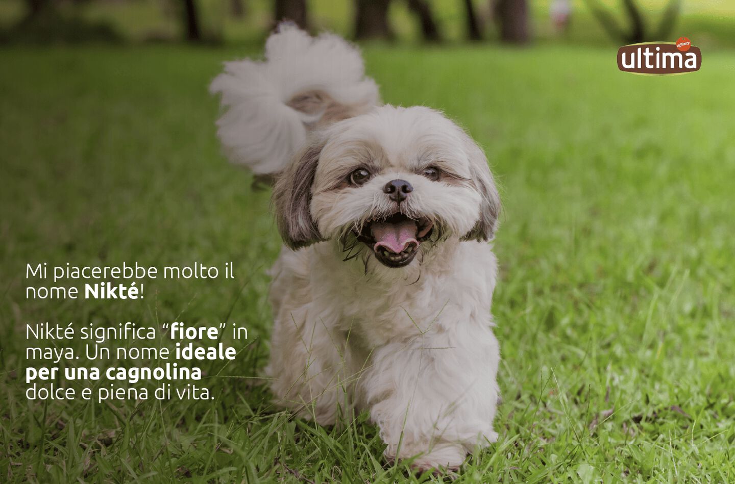 &ldquo;Fotografia di una piccola cagnolina che annusa un fiore lilla. Testo: &ldquo;Mi piacerebbe molto il nome Nikt&eacute;!&rdquo; Nikt&eacute; significa &ldquo;fiore&rdquo; in maya. Un nome ideale per una cagnolina dolce e piena di vita.&rdquo;&rdquo;