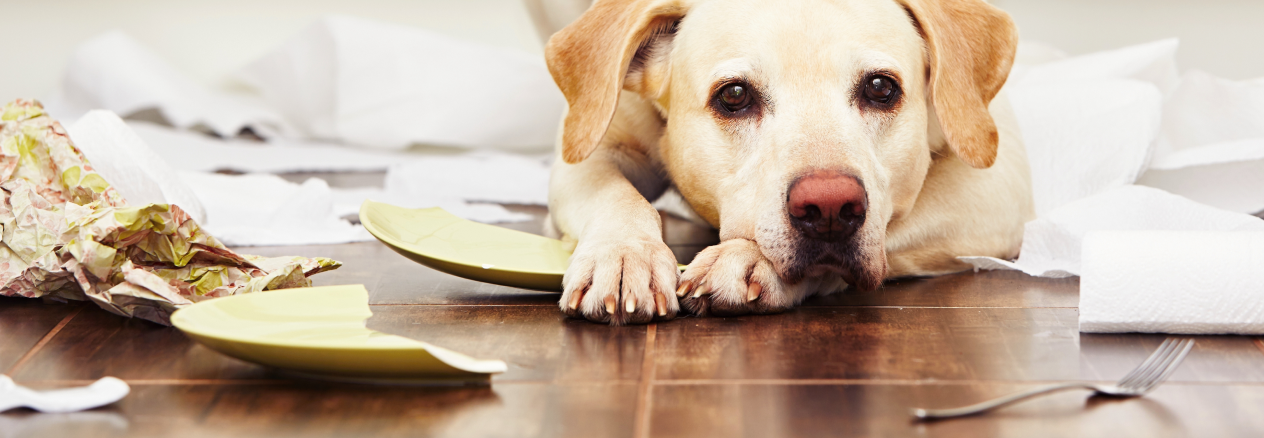 Image Link For Il mio cane morde tutto a casa, che posso fare?