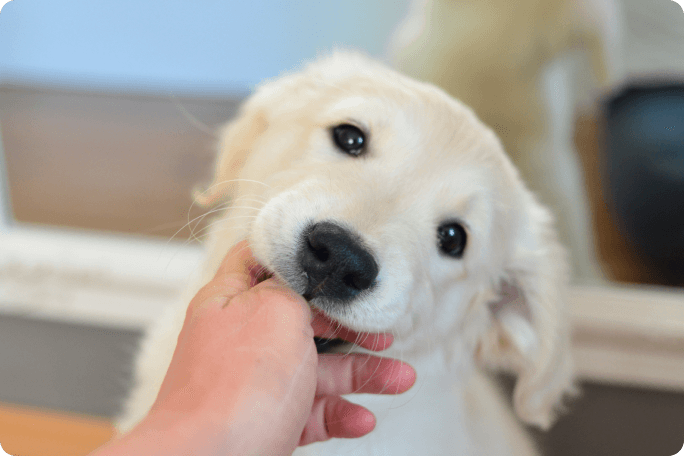 igiene orale del cane