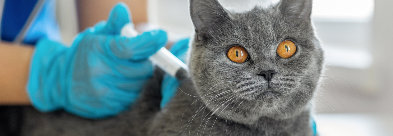Programma di vaccinazione dei gattini